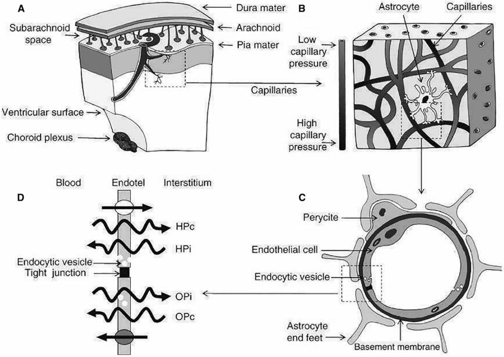 Review of Cerebrospinal Fluid Physiology and Dynamics: A Call for ...